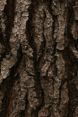 Tree Trunk Texture 