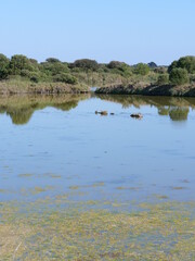 A small lake in the salt marshes in the west of France. June 2021, Guérande.