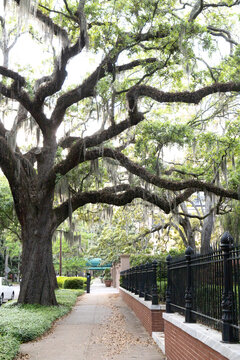 A quiet Savannah, Georgia neighborhood with a large tree as a conopy over the sidewalk