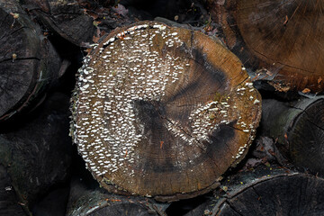 Mushrooms on the butt-end of the old beam	