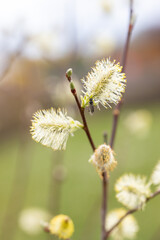 Very young willow catkins blossom.