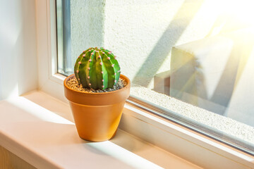 Round big green cactus on a windowsill in an apartment in a clay pot lit by the sun.