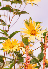 Eco, nature, plant lover  background.  Yellow Flower aesthetic wallpaper