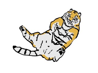 おなかを見せる虎のイラスト