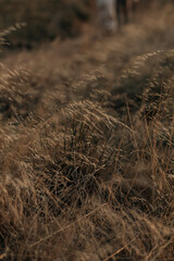 Fototapeta premium Golden Hour Grass Field 