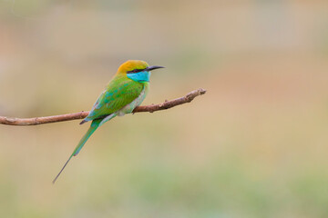 Obraz premium bee eater bird
