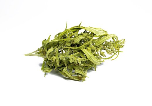 A dried bud of marijuana on white isolated background
