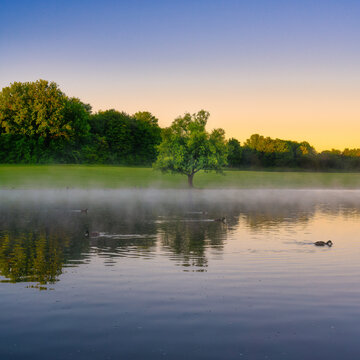 Idyllic reflection of a single tree and ducks in the lake - nice sky colors in the morning sky