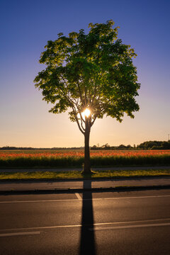 Big tree in front of flower field - colorful sunset with sun shining trough tree branches