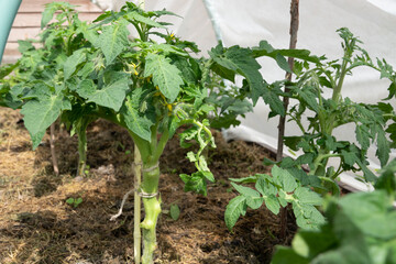 Red tomatoes in summer garden. Red ripe tomato fruits grow in field, close up.