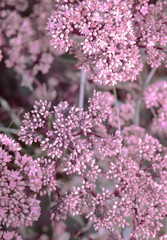 Eco, nature, plant lover  background. Pink Flower aesthetic. Summer time, bloom concept