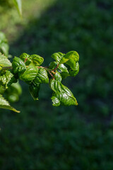 Cherry branch affected by fungus, curling leaves