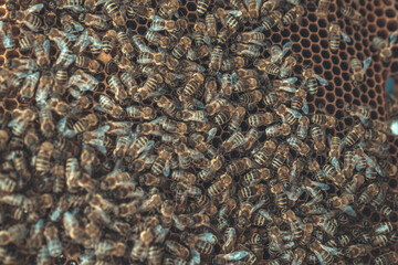 wax frame in bee hive, honey production