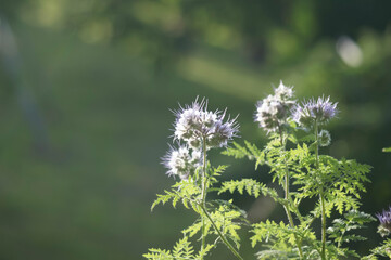 Mehrere Pflanzen (Phacelia tanacetifolia) auf einer Wiese  in der Abendsonne