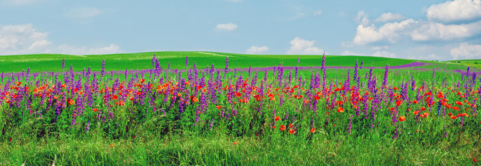 Poppy field in summer countryside on blue clear sky. Panorama of poppies and delphinium flowers...