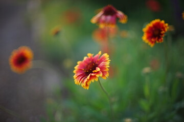 Orange flowers gaillardia grow in summer park