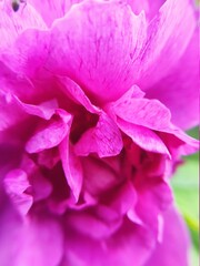 pink rose close up