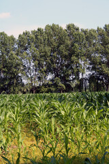 Campo coltivato con granoturco con sfondo di alberi e cielo