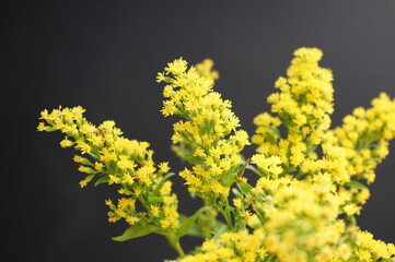 Euthamia aka goldenrod on black background