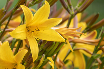 Fototapeta premium Close up of Yellow lily flower. Hemerocallis also called Lemon Lily, Yellow Daylily, Hemerocallis flava. Yellow lily flower, known as Lilium parryi, beautiful. Close up. Top view.