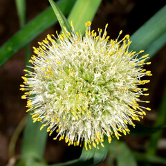 Detail view of a round edible onion blossom with dew drops