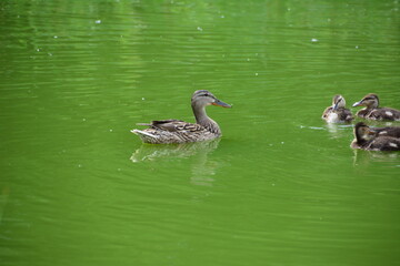 duck with little ducklings swimming in the green water pond