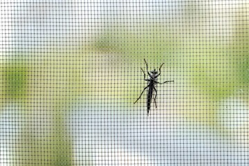 big black beetle sitting on a mosquito net on a summer day. - obrazy, fototapety, plakaty