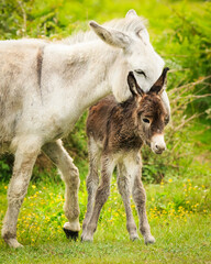 Horse and baby foal standing together