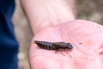 Large wet brown dragonfly larva in the palm of your hand, close-up