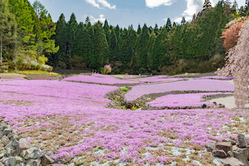 日本兵庫県三田市の芝桜