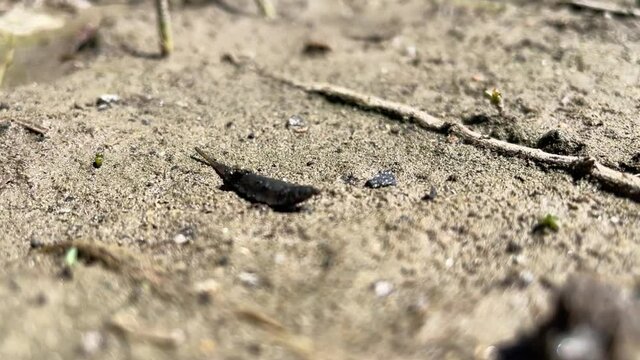 The leech (Hirudo medicinalis) moves on ground next to swamp. Organisms are saved from drought. Hirudo is genus of leeches of family Hirudinidae