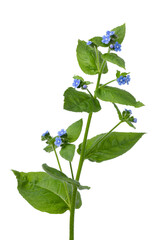 Whole fresh twig of  Anchusa plant with blue flowers on white background 