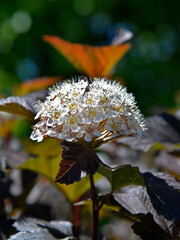 Inflorescences of a decorative variety of shrub plant called Physocarpus opulifolius in Latin. It...