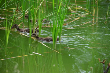 little ducklings swimming in the pond and hiding in the reeds