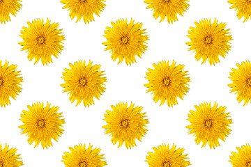 Seamless pattern from blooming dandelions of yellow color on a white background, closeup, minimalism. Can be used as natural floral background, element for design, cover, postcard