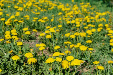 Obraz premium Glade of bright yellow dandelions in green grass, close-up, selective focus. Spring, summer wildflowers.
