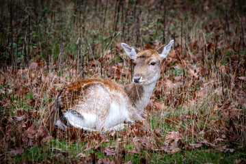 deer in the forest