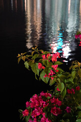 シンガポール　夜のブーゲンビリア