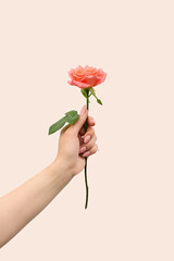 A woman's hand holds one blooming pink rose. The concept of romance and minimalism. Close up.