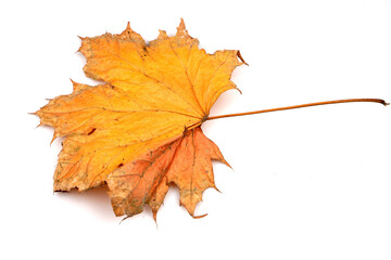 Colorful autumn maple leaf isolated on white background