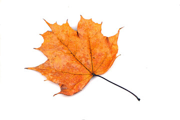 Dry leaf isolated on white background. Autumn leaf