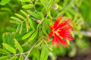 nature
