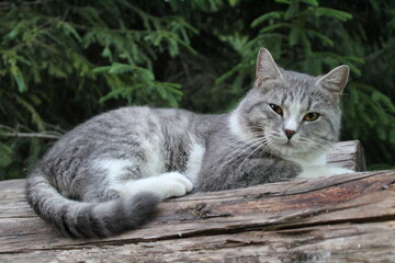 grey purebred British cat on a log in the forest close-up - Powered by Adobe