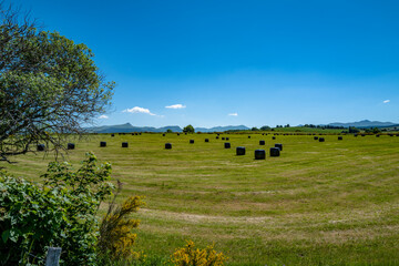 Fototapeta premium campagne auvergnate, chaine des puys, Bottes de paille enveloppé dans du polyéthylène noir
