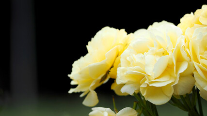 several yellow roses on the right against a dark background. side view. bouquet