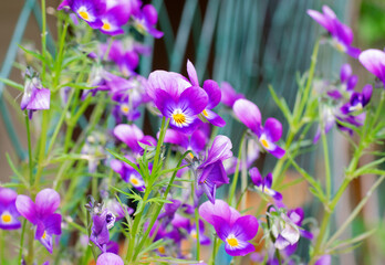 Small purple pansies growing in a flower pot by the house outdoors. Decorating the garden