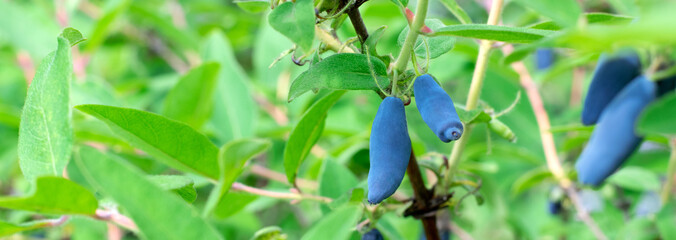 Honeysuckle berries ripening on the bush branch on a sunny day. Summer harvest. Web banner