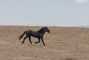 Fototapeta premium Wild horse in Spring in the Utah Desert