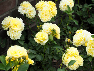 many yellow rosebuds on a bush with green leaves on a summer day. side view
