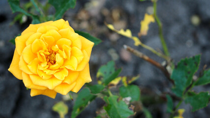 large yellow rose bud on the left, growing in the garden among green leaves, top view. yellow rose